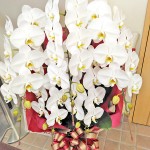 開院祝いのお花